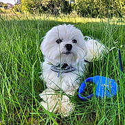 Pompom participe au concours pour gagner de l'argent avec cette photo : dog, white_dog, grass, outdoor, nature, leash, pet, fluffy, sunlight, greenery, canine, summer, field, collar, animal, park, resting, daytime, fur, peaceful