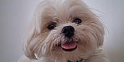 Pompom a rejoint le concours — aidez-le/la à gagner de superbes lots ! dog, white_dog, fluffy, pet, animal, tongue_out, happy, lying_down, cute, fur, collar, indoor, portrait, close_up, smiling, small_dog, friendly, domestic_animal, paw, canine