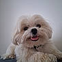 dog, white_dog, fluffy, pet, animal, tongue_out, happy, lying_down, cute, fur, collar, indoor, portrait, close_up, smiling, small_dog, friendly, domestic_animal, paw, canine