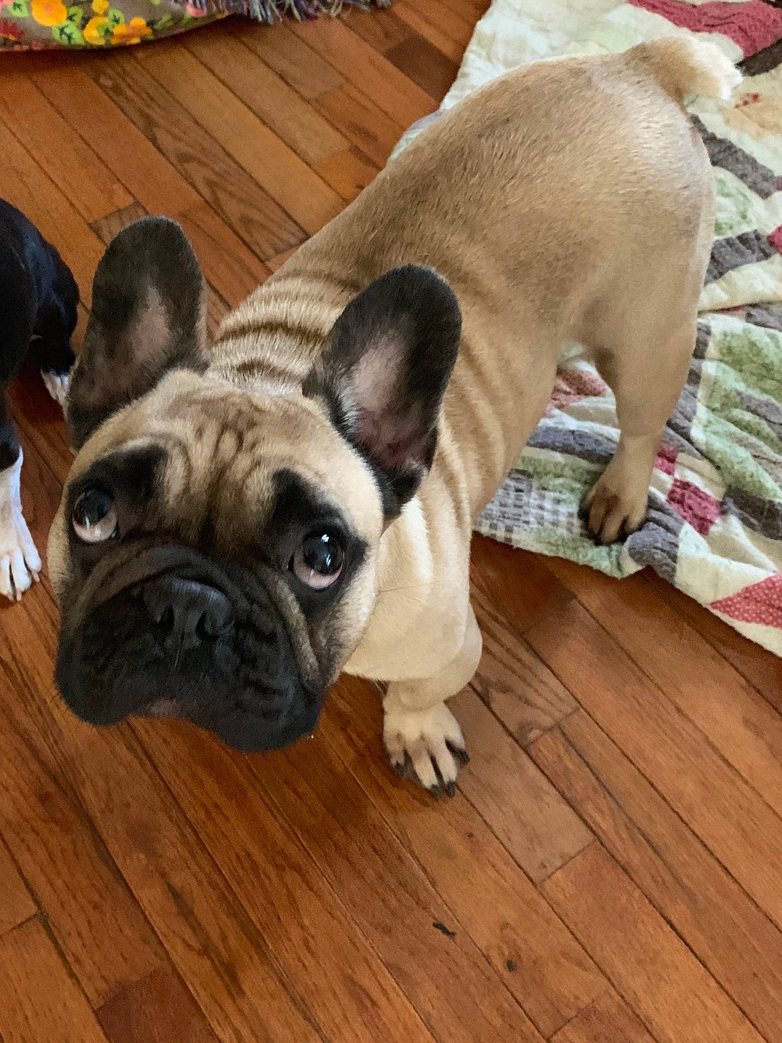 Nole is registered to the contest to win money with this photo: british_bulldogs, bulldog, canidae, carnivore, companion_dog, dog, dog_breed, fawn, french_bulldog, mammal, non_sporting_group, old_english_bulldog, pug, puppy, puppy_love, skin, snout, toy_bulldog, toy_dog, vertebrate