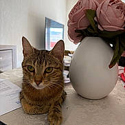Tina participe au concours pour gagner de l'argent avec cette photo : cat, tabby_cat, pet, flower_vase, pink_flowers, tablecloth, indoor, living_room, furniture, window, curtains, papers, table, domestic_animal, ears, whiskers, eyes, face, relaxing, closeup