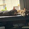 Tina participe au concours pour gagner de l'argent avec cette photo : cat, tabby_cat, feline, resting, sunlight, window, wooden_surface, indoor, animal, pet, relaxed, sleepy, companion, two_cats, urban, building, greenery, daylight, domestic_animal, cute