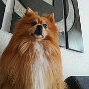 Joker participe au concours pour gagner de l'argent avec cette photo : dog, pomeranian, fluffy, orange_fur, white_chest, portrait, close_up, sitting, indoors, pet, canine, long_hair, pointed_ears, dark_eyes, black_nose, alert, cute, furry, wall_art, sofa