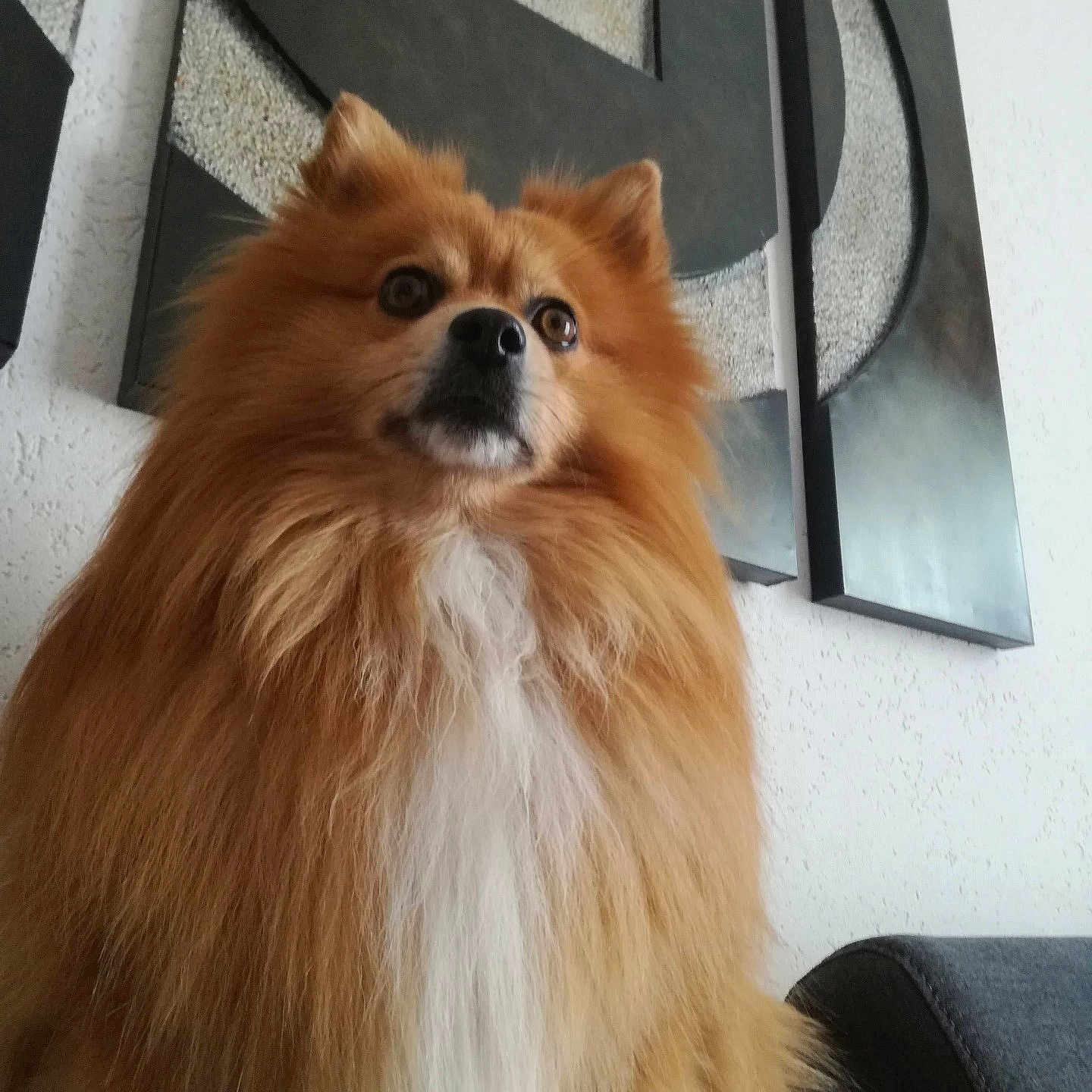 Joker participe au concours pour gagner de l'argent avec cette photo : dog, pomeranian, fluffy, orange_fur, white_chest, portrait, close_up, sitting, indoors, pet, canine, long_hair, pointed_ears, dark_eyes, black_nose, alert, cute, furry, wall_art, sofa
