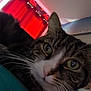 cat, tabby, close_up, indoor, curious, green_eyes, whiskers, face, pet, animal, curtain, wallpaper, bed, cozy, feline, looking_at_camera, soft_light, portrait, domestic, cute