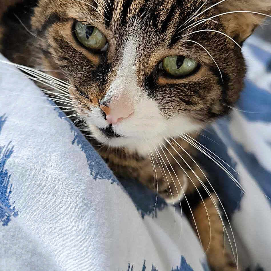 Pomponette