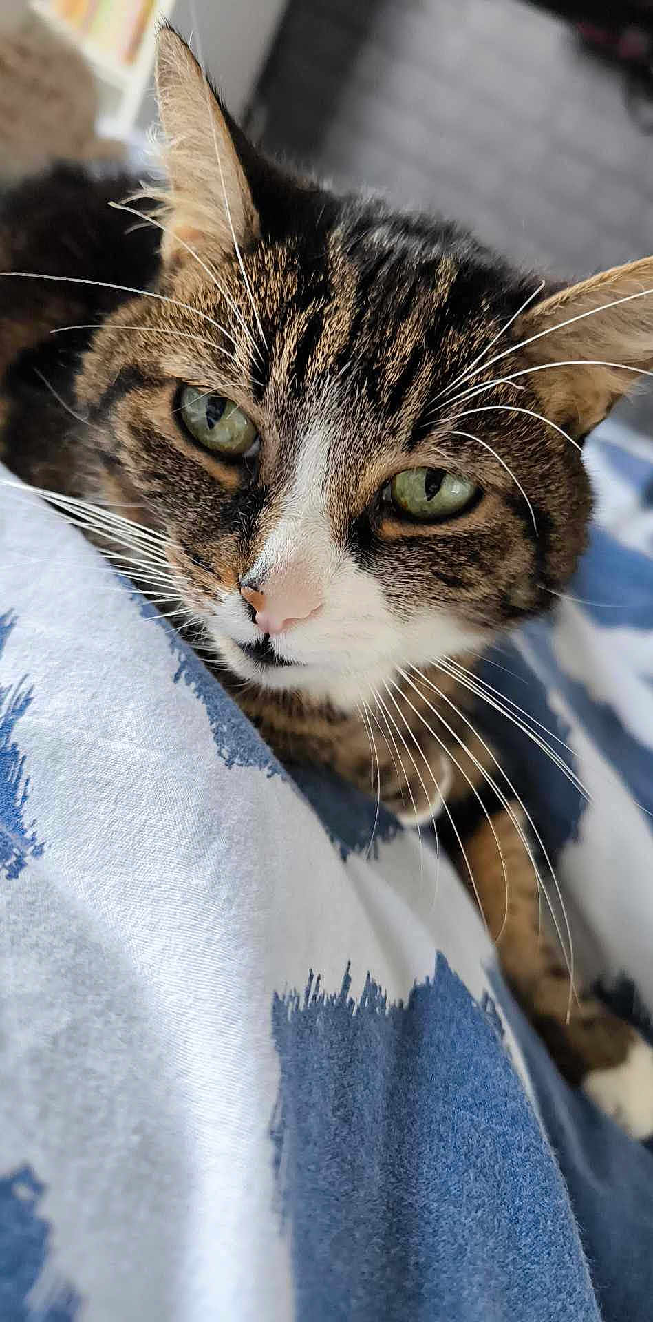 Pomponette