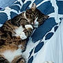 cat, tabby, pet, animal, sleepy, cozy, blanket, feline, indoor, cute, relaxed, paw, fur, whiskers, resting, bed, comfort, closeup, domestic_cat, mammal