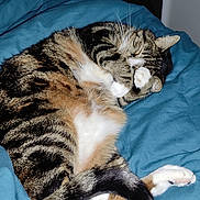 Pomponette participe au concours pour gagner de l'argent avec cette photo : cat, tabby, sleeping, paw, blanket, bed, cozy, fur, whiskers, indoor, resting, cute, domestic_animal, pet, relaxing, striped, tail, animal, feline, comfort