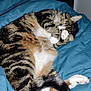 cat, tabby, sleeping, paw, blanket, bed, cozy, fur, whiskers, indoor, resting, cute, domestic_animal, pet, relaxing, striped, tail, animal, feline, comfort