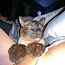 Ember is registered to the contest to win money with this photo: cat, siamese_cat, sleeping, paws, person, arm, bedroom, blanket, pillow, neon_light, night, resting, fur, whiskers, indoor, cozy, relaxing, animal, pet, closeup