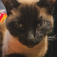 Ember joined the competition — help win amazing prizes! cat, siamese_cat, close_up, indoor, animal, pet, feline, blue_eyes, whiskers, paws, knitted_blanket, colorful, soft_light, fur, portrait, resting, domestic, cute, focused, relaxed