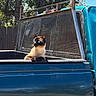 Ember is registered to the contest to win money with this photo: cat, siamese_cat, blue_eyes, pickup_truck, truck_bed, metal_mesh, outdoor, sunlight, trees, fence, vehicle, pet, animal, resting, daytime, nature, blue_color, rust, window, looking_away