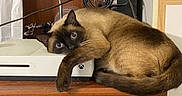 Ember is registered to the contest to win money with this photo: cat, siamese_cat, gaming_console, xbox, electronics, cables, desk, wood, furniture, pet, blue_eyes, paw, resting, indoor, curious, brown_fur, black_face, whiskers, domestic, cozy