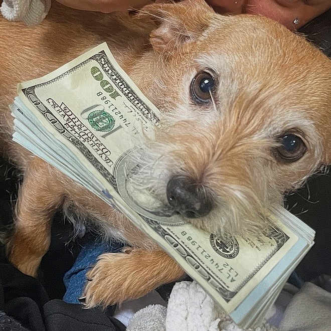 Henry is registered to the contest to win money with this photo: dog, small_dog, money, us_dollar, cash, stack_of_money, pet, animal, cute, fur, brown_dog, indoor, blanket, resting, close_up, looking_at_camera, mouth_holding, cozy, soft, domestic_animal