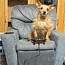 Henry joined the competition — help win amazing prizes! dog, recliner, video_game_controller, pet, indoor, wooden_cabinet, furniture, brown_dog, small_dog, wired_controller, gaming, seat, ears_up, looking_forward, fur, home, cute, animal, companion, relaxed