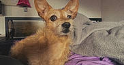 Henry is registered to the contest to win money with this photo: dog, pet, bed, blanket, indoor, cozy, fur, ears, curious, animal, mammal, cute, companion, resting, small_dog, furniture, home, relaxed, domestic_animal, portrait