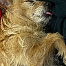 Henry is registered to the contest to win money with this photo: dog, sleeping, tongue_out, fur, close_up, pet, animal, relaxed, cozy, cute, paw, scruffy, laying_down, indoors, mammal, canine, resting, whiskers, nose, ears