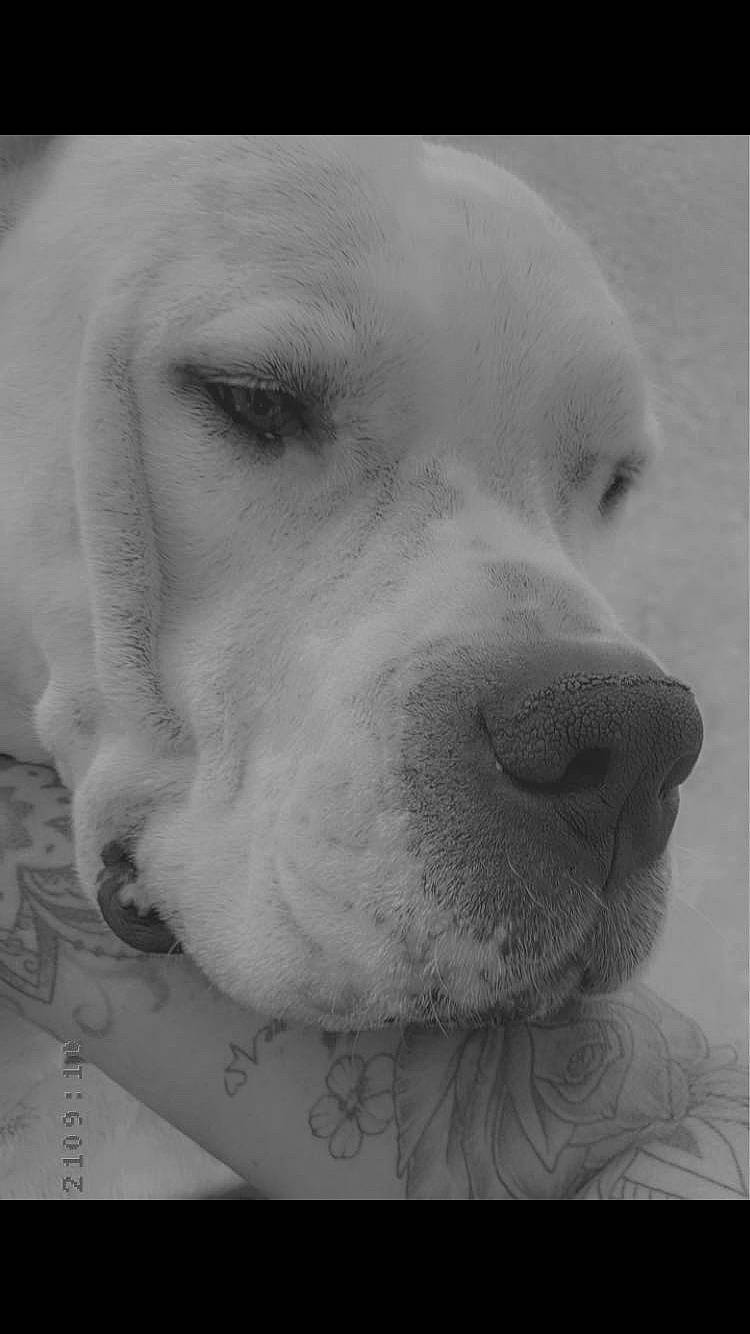 Maki participe au concours pour gagner de l'argent avec cette photo : black_and_white, canidae, carnivore, companion_dog, dog, dog_breed, ear, fur, jaw, monochrome, monochrome_photography, non_sporting_group, snout, sporting_group, stock_photography, terrestrial_animal, whiskers, working_animal