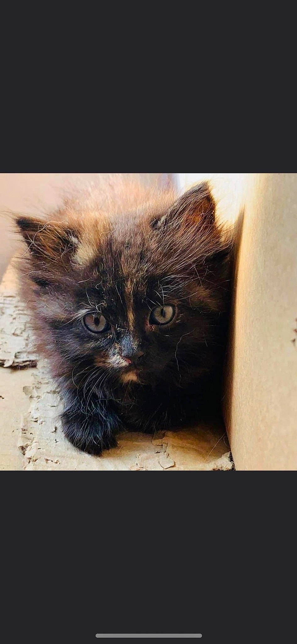 Nala a rejoint le concours — aidez-le/la à gagner de superbes lots ! black_cat, box, carnivore, cat, claw, domestic_short_haired_cat, fawn, felidae, fur, paw, photo_caption, small_to_medium_sized_cats, snout, square, tail, terrestrial_animal, whiskers, window, wood