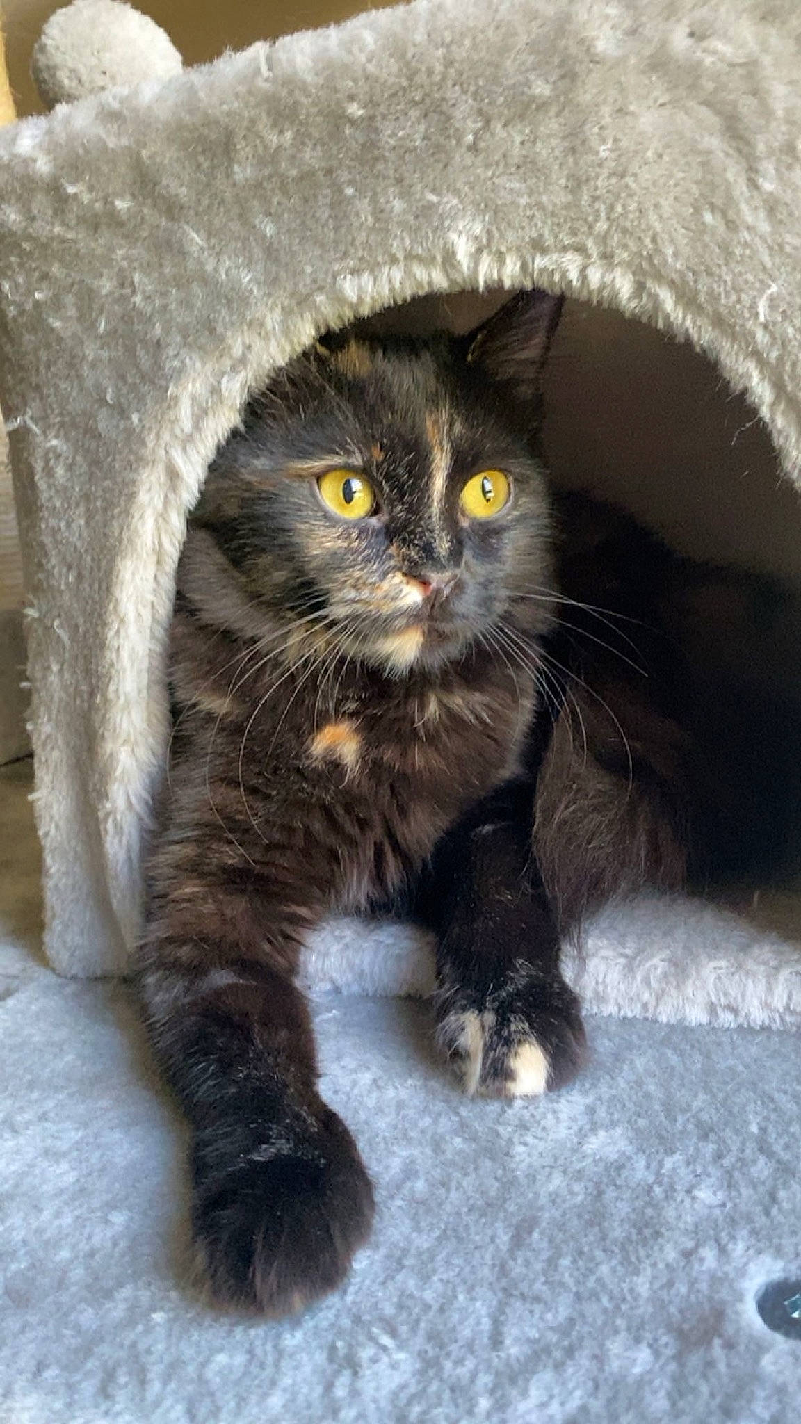 Nala participe au concours pour gagner de l'argent avec cette photo : black_cat, carnivore, cat, claw, comfort, domestic_short_haired_cat, felidae, fur, grey, iris, paw, small_to_medium_sized_cats, snout, tail, terrestrial_animal, whiskers, window