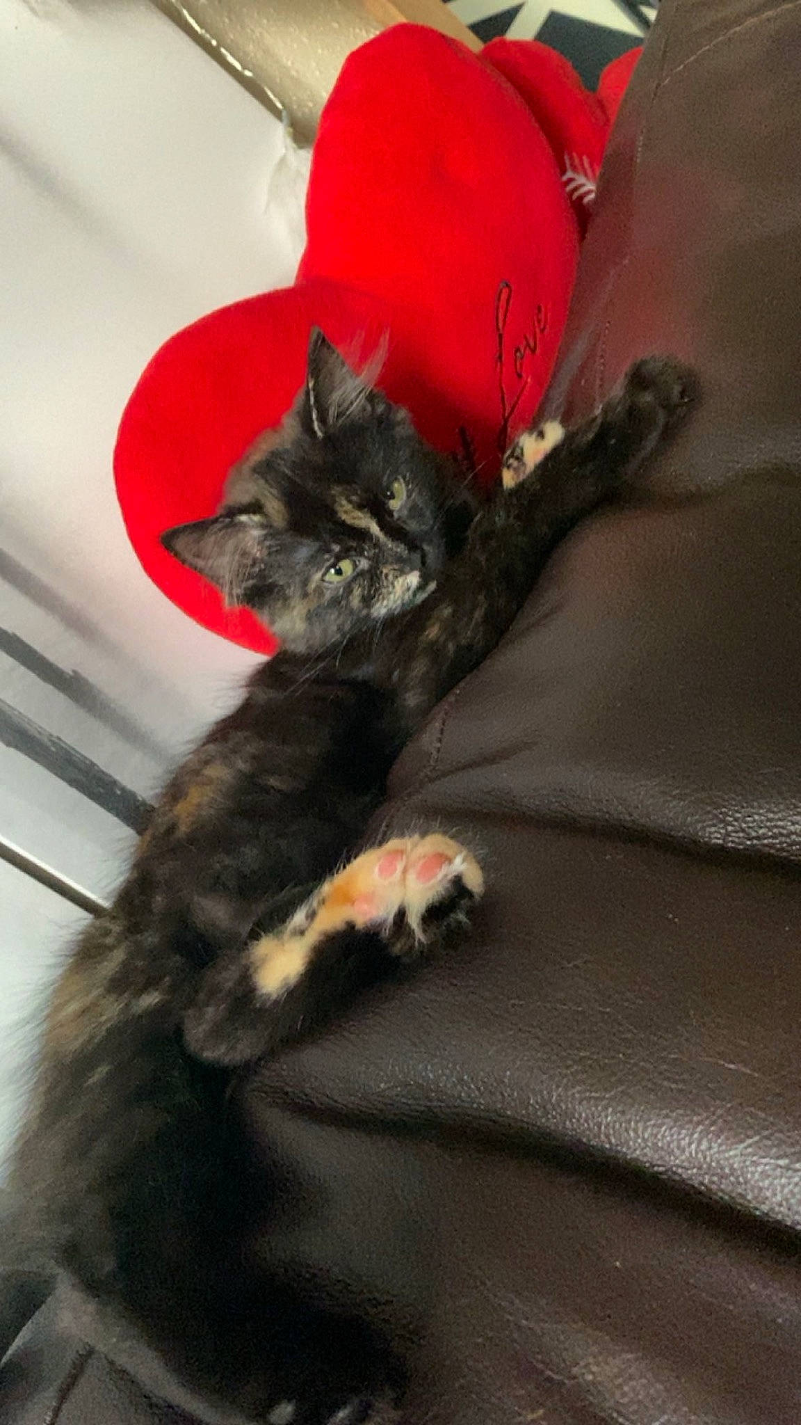 Nala participe au concours pour gagner de l'argent avec cette photo : black_cat, bombay, carmine, carnivore, cat, cat_supply, claw, comfort, coquelicot, dog_breed, domestic_short_haired_cat, felidae, fur, grey, mammal, paw, small_to_medium_sized_cats, tail, whiskers