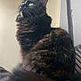 animal, black_cat, calm, cat, close_up, domestic_cat, feline, fluffy, fur, green_eyes, house_pet, indoor, looking_up, pet, resting, side_view, sitting, tail, wall, whiskers