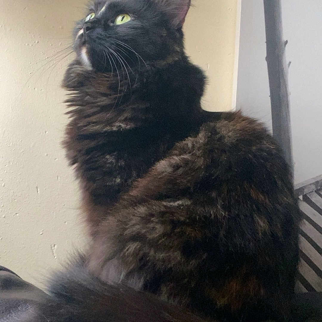 Nala