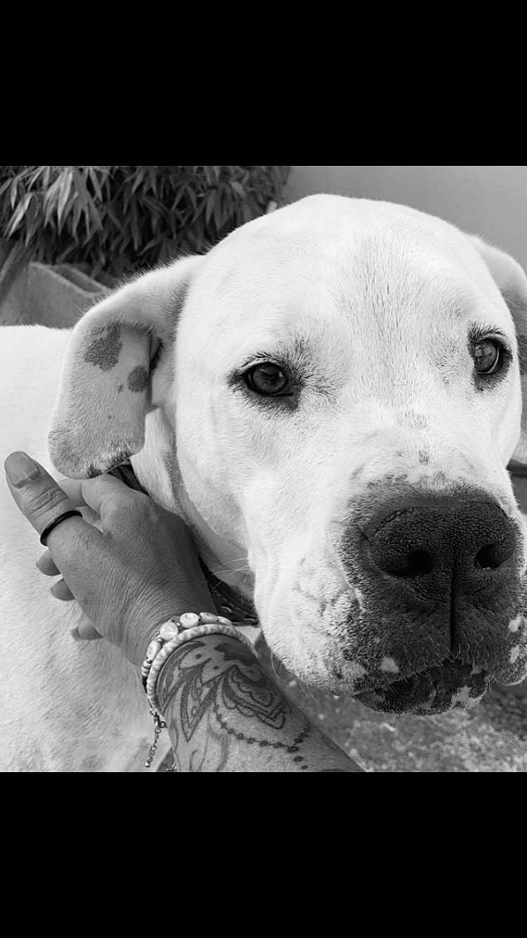 Moka a rejoint le concours — aidez-le/la à gagner de superbes lots ! black_and_white, carnivore, collar, companion_dog, dog, dog_breed, dog_collar, dog_supply, ear, fur, happy, monochrome, monochrome_photography, pet_supply, puppy_love, snout, stock_photography, style, whiskers, working_animal