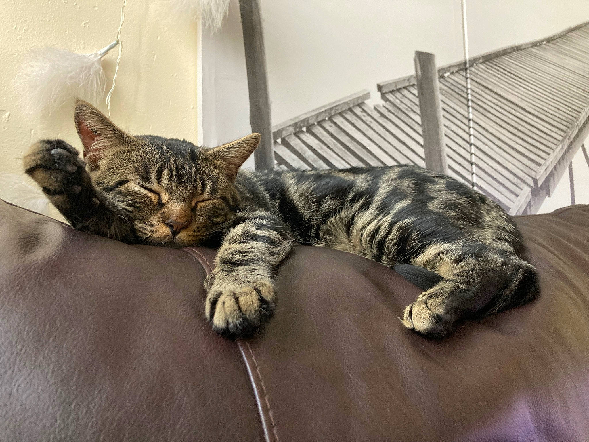 Simba a rejoint le concours — aidez-le/la à gagner de superbes lots ! bed, carnivore, cat, claw, comfort, couch, domestic_short_haired_cat, felidae, fur, linens, metal, nap, paw, room, small_to_medium_sized_cats, snout, tail, terrestrial_animal, whiskers, wood