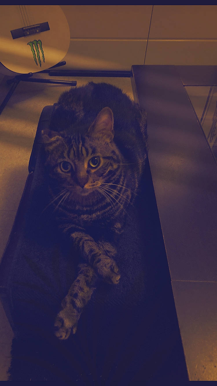 Simba participe au concours pour gagner de l'argent avec cette photo : carnivore, cat, darkness, domestic_short_haired_cat, electric_blue, felidae, floor, flooring, fur, grey, night, pattern, room, small_to_medium_sized_cats, space, tableware, tints_and_shades, visual_arts, whiskers, wood