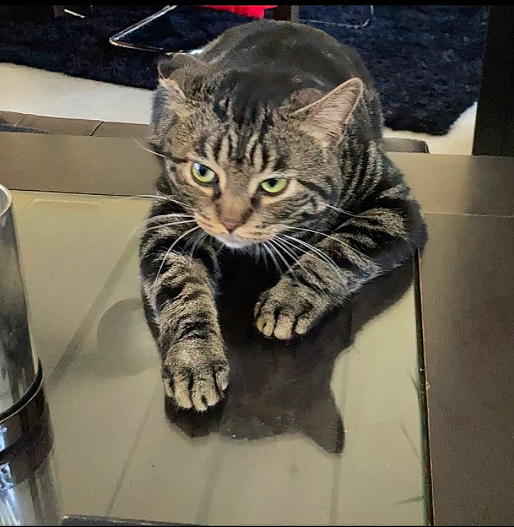 Simba a rejoint le concours — aidez-le/la à gagner de superbes lots ! carnivore, cat, claw, comfort, domestic_short_haired_cat, felidae, fur, metal, paper_towel, paw, sitting, small_to_medium_sized_cats, snout, square, tail, terrestrial_animal, whiskers