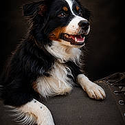 Aloha a rejoint le concours — aidez-le/la à gagner de superbes lots ! dog, berner_like, tricolor, black_and_white, brown, fluffy, long_hair, portrait, sitting, lying_down, happy, smiling, open_mouth, teeth, paws, studio_lighting, dark_background, chair, pet, animal_photography