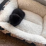 Trixie Cornish Pixie joined the competition — help win amazing prizes! kitten, black_cat, pet_bed, sleeping, cozy, fluffy, carpet, indoor, animal, young_cat, resting, cute, small, furry, soft, comfort, nap, domestic_cat, feline, bed