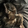 Trixie Cornish Pixie joined the competition — help win amazing prizes! cat, black_cat, sleeping, fur, whiskers, paws, pet, animal, domestic_cat, cozy, resting, closeup, soft_light, bed, blanket, cute, feline, relaxed, indoors, portrait