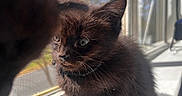 Trixie Cornish Pixie is registered to the contest to win money with this photo: black_cat, kitten, window, reflection, sunlight, fur, whiskers, ears, outdoor_view, windowsill, closeup, pet, animal, curious, indoor, daylight, shadow, soft_texture, nature, cute