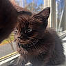 black_cat, kitten, window, reflection, sunlight, fur, whiskers, ears, outdoor_view, windowsill, closeup, pet, animal, curious, indoor, daylight, shadow, soft_texture, nature, cute