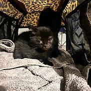 Trixie Cornish Pixie joined the competition — help win amazing prizes! black_kitten, kitten, cat, animal, pet, towel, leopard_print, carrier, mesh, soft_texture, sleepy, indoor, feline, closeup, cute, tiny, resting, furry, young, cozy