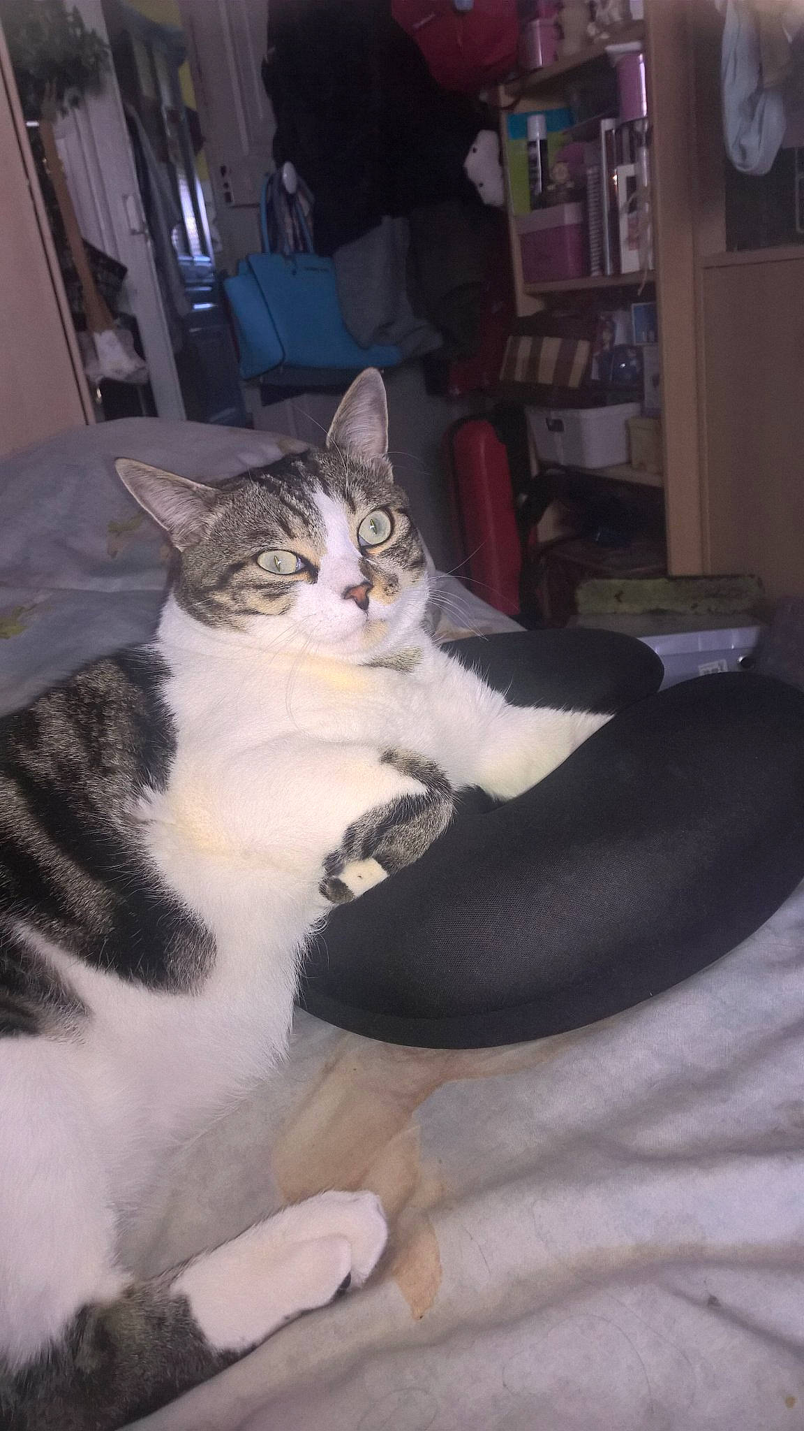 Neylson participe au concours pour gagner de l'argent avec cette photo : aegean_cat, american_shorthair, american_wirehair, asian, carnivore, cat, domestic_short_haired_cat, european_shorthair, felidae, fur, kitten, leg, mammal, paw, polydactyl_cat, small_to_medium_sized_cats, tail, whiskers