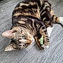 Symba a rejoint le concours — aidez-le/la à gagner de superbes lots ! cat, tabby, pet, animal, floor, wood_floor, toy, paw, whiskers, ears, playful, indoor, closeup, fur, striped, domestic_cat, curious, laying_down, green_toy, wide_eyes