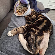 Symba a rejoint le concours — aidez-le/la à gagner de superbes lots ! cat, tabby, sleeping, cone, protective_collar, shaved_leg, injury, lap, couch, indoor, resting, feline, pet, cozy, comfort, fur, animal, home, relaxation, casual