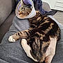animal, casual, cat, comfort, cone, couch, cozy, feline, fur, home, indoor, injury, lap, pet, protective_collar, relaxation, resting, shaved_leg, sleeping, tabby