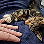 Symba a rejoint le concours — aidez-le/la à gagner de superbes lots ! animal, blanket, cat, close_up, comfort, cozy, ear, feline, finger, human_hand, indoor, paw, pet, relaxation, resting, sleepy, soft_texture, tabby_cat, touch, whiskers