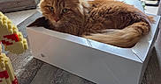 Voyou participe au concours pour gagner de l'argent avec cette photo : cat, ginger_cat, box, table, wooden_table, living_room, television, window, balcony, scratching_post, floor, furniture, indoor, pet, curious, cozy, home, orange_fur, fluffy, relaxed