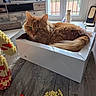 balcony, box, cat, cozy, curious, floor, fluffy, furniture, ginger_cat, home, indoor, living_room, orange_fur, pet, relaxed, scratching_post, table, television, window, wooden_table