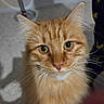 Voyou a rejoint le concours — aidez-le/la à gagner de superbes lots ! cat, orange_cat, fluffy, close_up, pet, indoor, yellow_eyes, whiskers, fur, animal, cute, looking_at_camera, portrait, mammal, domestic_animal, feline, curious, soft_light, person_leg, background