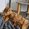 Voyou a rejoint le concours — aidez-le/la à gagner de superbes lots ! cat, ginger_cat, fluffy, pet, indoor, blanket, furniture, scratching_post, cozy, relaxed, animal, cute, whiskers, tail, soft, portrait, resting, domestic, cute_pet, feline
