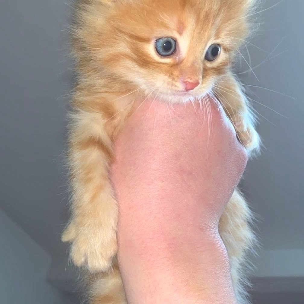 Voyou a rejoint le concours — aidez-le/la à gagner de superbes lots ! kitten, orange, blue_eyes, hand, pink_sleeve, fur, pet, cute, animal, indoor, young, small, holding, curious, whiskers, feline, portrait, domestic_cat, fluffy, close_up