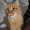 animal, carpet, cat, close_up, curious, cute, domestic_cat, feline, fluffy, fur, indoor, looking_up, mammal, orange_tabby, pet, playful, portrait, tongue_out, whiskers, yellow_eyes