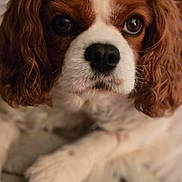 Loretta joined the competition — help win amazing prizes! animal, blanket, brown, cavalier_king_charles_spaniel, close_up, cozy, cute, dog, ears, eyes, face, fur, indoor, nose, paws, pet, portrait, resting, soft, white